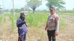Bhabinkamtibmas Polsek Sukorejo Dorong Ketahanan Pangan Pantau Tanaman Jagung di Desa Lecari