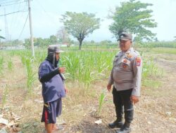 Bhabinkamtibmas Polsek Sukorejo Dorong Ketahanan Pangan Pantau Tanaman Jagung di Desa Lecari