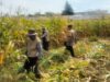 Hasil Panen Jagung di Karangjati Terpantau Baik, Bhabinkamtibmas Dukung Ketahanan Pangan Bersama Petani
