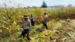Hasil Panen Jagung di Karangjati Terpantau Baik, Bhabinkamtibmas Dukung Ketahanan Pangan Bersama Petani