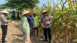 Dukung Ketahanan Pangan, Kapolsek Balongbendo Ajak Diskusi Petani Siapkan Panen Jagung