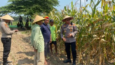 Dukung Ketahanan Pangan, Kapolsek Balongbendo Ajak Diskusi Petani Siapkan Panen Jagung