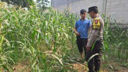 Pantau Tanaman Jagung di Pohgading, Bhabinkamtibmas Perkuat Sinergi Ketahanan Pangan
