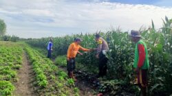 Pantau Jagung di Gempeng, Bhabinkamtibmas Perkuat Pendampingan Kelompok Tani