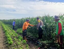 Pantau Jagung di Gempeng, Bhabinkamtibmas Perkuat Pendampingan Kelompok Tani