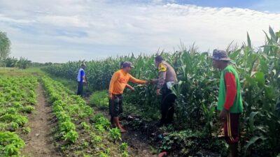 Pantau Jagung di Gempeng, Bhabinkamtibmas Perkuat Pendampingan Kelompok Tani
