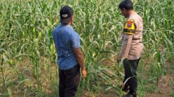 Bhabinkamtibmas Polsek Rembang Pantau Lahan Jagung Warga Dukung Asta Cita Ketahanan Pangan