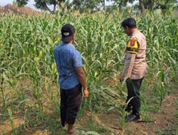 Bhabinkamtibmas Polsek Rembang Pantau Lahan Jagung Warga Dukung Asta Cita Ketahanan Pangan
