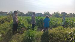 Bhabinkamtibmas Polsek Taman Masifkan Penyuluhan Ketahanan Pangan, Dukung Swasembada Jagung