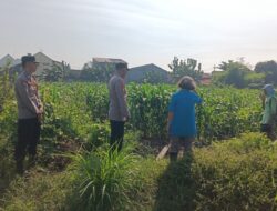 Bhabinkamtibmas Polsek Taman Masifkan Penyuluhan Ketahanan Pangan, Dukung Swasembada Jagung