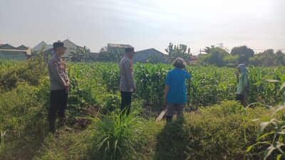 Bhabinkamtibmas Polsek Taman Masifkan Penyuluhan Ketahanan Pangan, Dukung Swasembada Jagung
