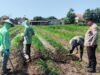 Polsek Prambon Masifkan Pendampingan Petani, Optimalkan Lahan Jagung Dukung Ketahanan Pangan
