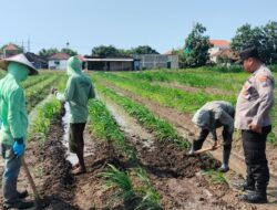 Polsek Prambon Masifkan Pendampingan Petani, Optimalkan Lahan Jagung Dukung Ketahanan Pangan