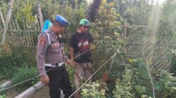 Bhabinkamtibmas Turut Serta Budidaya Tanaman Tomat di Lahan P2B Desa Tutur