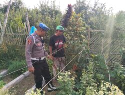 Bhabinkamtibmas Turut Serta Budidaya Tanaman Tomat di Lahan P2B Desa Tutur