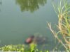 Pekerja Asal Jombang Tewas Tercebur Sungai Bersama Motor Vario di Desa Kedungbocok Tarik