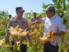 Panen Raya Jagung di Punggul, Polsek Gedangan Perkuat Swasembada Pangan
