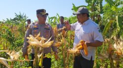 Panen Raya Jagung di Punggul, Polsek Gedangan Perkuat Swasembada Pangan
