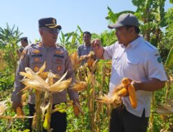 Panen Raya Jagung di Punggul, Polsek Gedangan Perkuat Swasembada Pangan