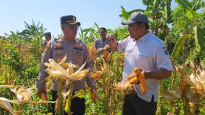 Panen Raya Jagung di Punggul, Polsek Gedangan Perkuat Swasembada Pangan