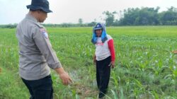 Polisi bersama Petani Pantau Pertumbuhan Jagung di Sumokembangsri Balongbendo