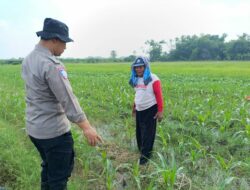 Polisi bersama Petani Pantau Pertumbuhan Jagung di Sumokembangsri Balongbendo