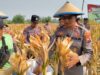 Polsek Taman Bersama Petani Panen 13 Ton Jagung, Dongkrak Upaya Ketahanan Pangan