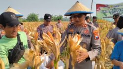 Polsek Taman Bersama Petani Panen 13 Ton Jagung, Dongkrak Upaya Ketahanan Pangan