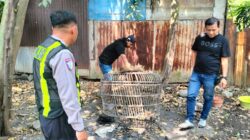 Polsek Taman Respon Cepat Aduan Warga Dugaan Judi Sabung Ayam di Sambibulu