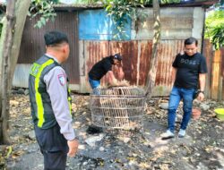Polsek Taman Respon Cepat Aduan Warga Dugaan Judi Sabung Ayam di Sambibulu