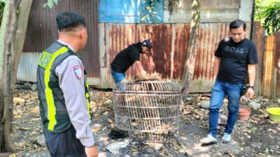 Polsek Taman Respon Cepat Aduan Warga Dugaan Judi Sabung Ayam di Sambibulu