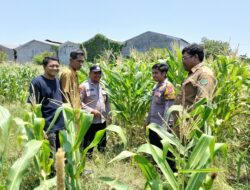 Polsek Sukodono Cek Pertumbuhan Jagung di Kebonagung, Dukung Ketahanan Pangan