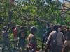 Pohon Besar Tumbang di Jalan Raya Tebel, Tiga Pengendara Terluka, Arus Sidoarjo-Surabaya Sempat Lumpuh Total