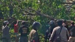 Pohon Besar Tumbang di Jalan Raya Tebel, Tiga Pengendara Terluka, Arus Sidoarjo-Surabaya Sempat Lumpuh Total