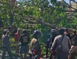 Pohon Besar Tumbang di Jalan Raya Tebel, Tiga Pengendara Terluka, Arus Sidoarjo-Surabaya Sempat Lumpuh Total