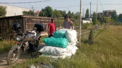 Polsek Wonoayu Panen Raya Jagung, Dukung Swasembada Pangan