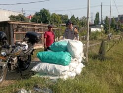 Polsek Wonoayu Panen Raya Jagung, Dukung Swasembada Pangan