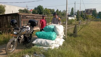 Polsek Wonoayu Panen Raya Jagung, Dukung Swasembada Pangan