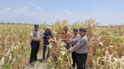 Dukung Ketahanan Pangan, Kapolsek Prambon Bersama Anggota Cek Perkembangan Panen Tanaman Jagung