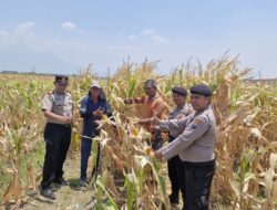 Dukung Ketahanan Pangan, Kapolsek Prambon Bersama Anggota Cek Perkembangan Panen Tanaman Jagung